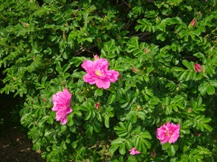 DSC03259.JPG