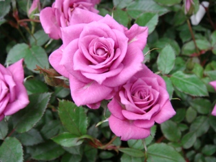 DSC00840.JPG