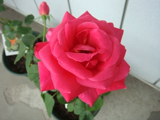 DSC00930.JPG