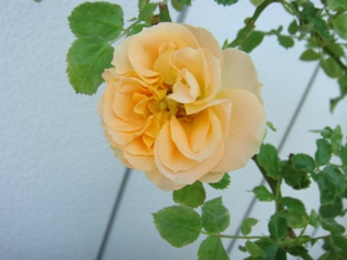DSC03069.JPG
