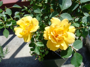 DSC02999.JPG