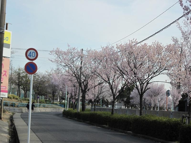 はるです。