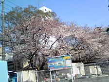 桜２.JPG