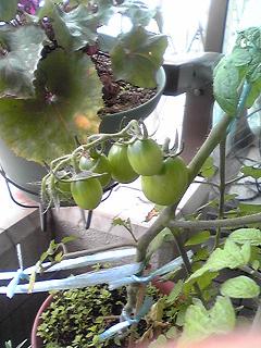 青トマト.JPG