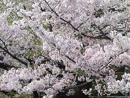 上野桜３.JPG