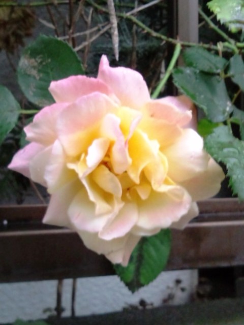 20100507173234.jpg