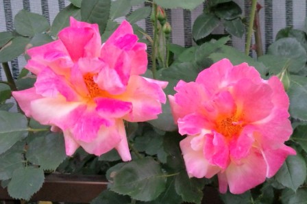 20100510174900.jpg