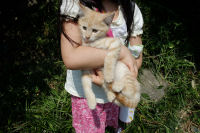 動物病院の子猫２