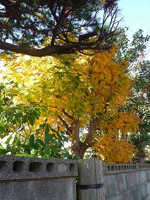 紅葉3.JPG