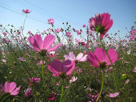 コスモス