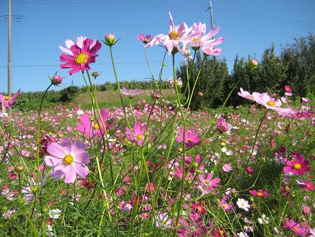 コスモス