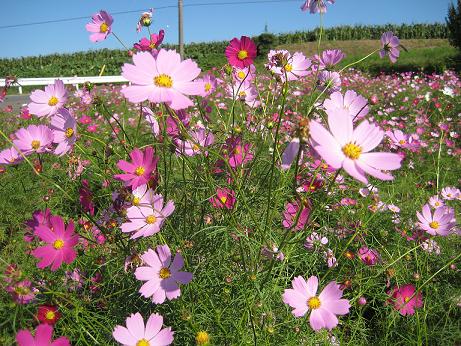 コスモス