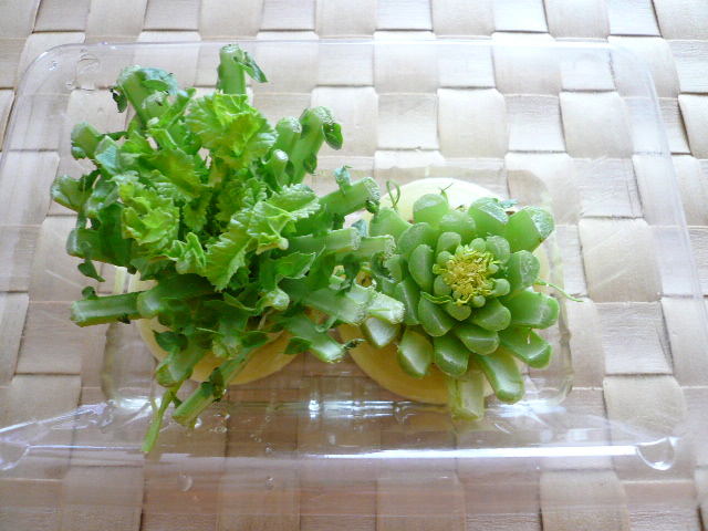 20110329再生野菜4