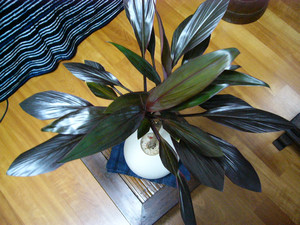 Cordyline[1].jpg