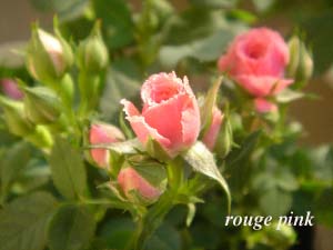 rouge pink