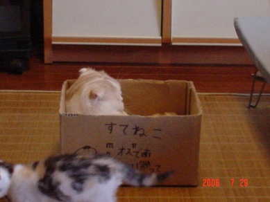 箱５