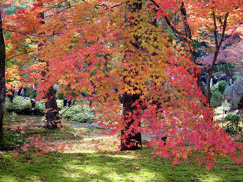 momiji2