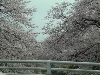 sakura