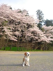 20110410さんりーな