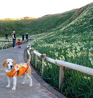 20110122水仙まつり