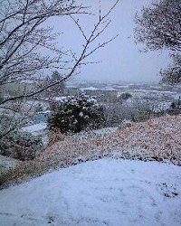 裏庭の雪景色