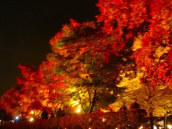 20091107もみじ回廊