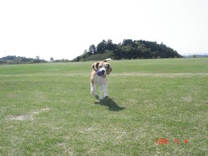 20060504ボール
