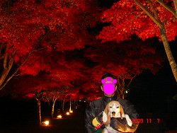 20091107もみじ街道