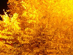 20091107河口湖ライトアップ