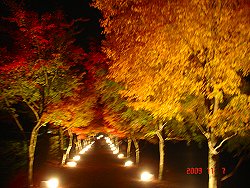 20091107富士吉田ライトアップ