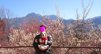 20110305クラフト梅