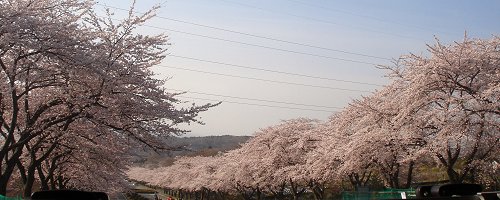 20110417満開の桜