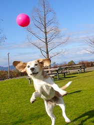 20110102ひら～ん