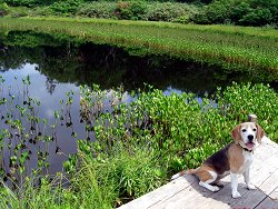 20090810ニセコ神仙沼