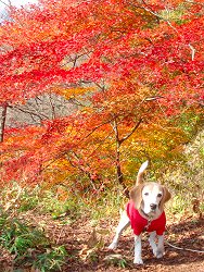 20091101もみじ