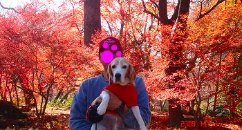 20091101もみじ祭り