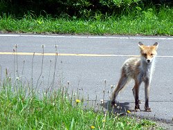 20090810北キツネ