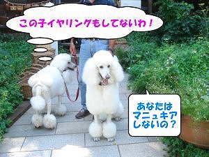 20090907おしゃれワンコ