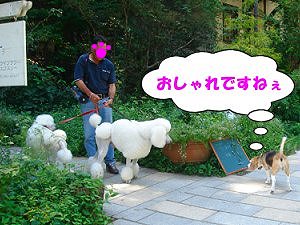 20090907プードル