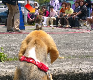 猿のナナコちゃん１