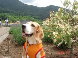 20060704生き返った