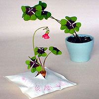 四つ葉　栽培　植物