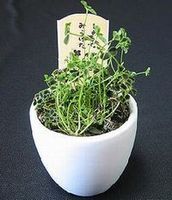 四つ葉　クローバー　観葉植物　白い鉢