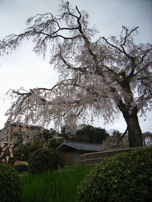 枝垂れ桜