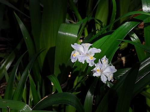 20100503普門寺７.jpg