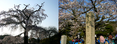 20090405清水寺７.jpg