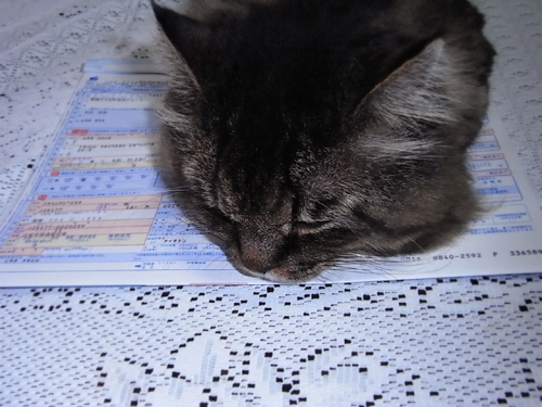 申込書に横たわるネコ.jpg