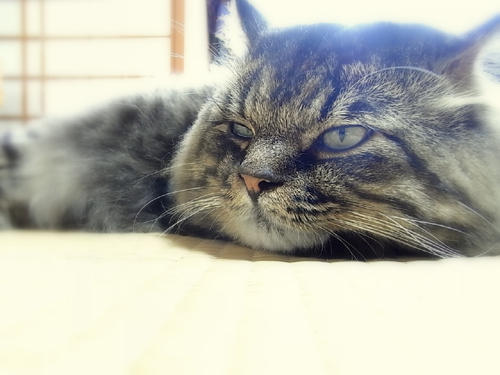 リラックスねこ2.jpg