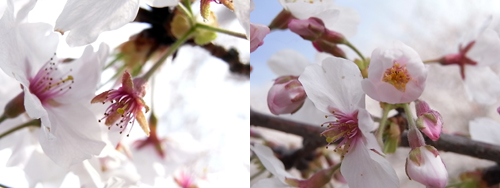 桜淵桜３.jpg