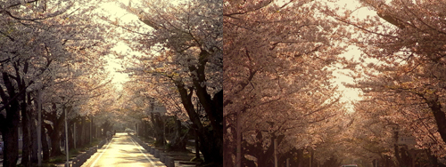 豊川桜.jpg